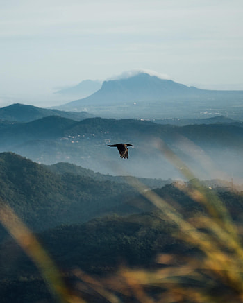 Animals, Mountains, Bird, Flight, Wildlife, Raven HD phone wallpaper