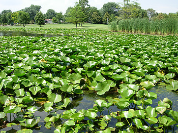 Plants, Nature, Water, Reeds, Basin HD wallpaper