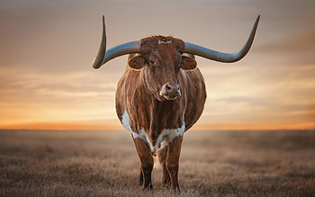 Longhorn background, Ranch life, Western aesthetic, Vintage vibes HD wallpaper