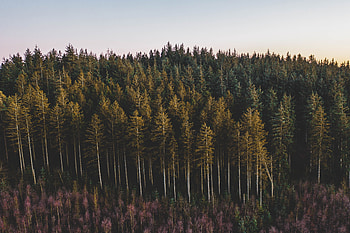 Nature, Trees, Pine, Coniferous, Forest HD wallpaper