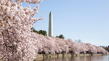 Washington , American Capital, Symbol of Democracy, Vibrant City HD wallpaper