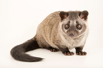 Asian Palm Civet, Ani062 00461, Joel Sartore HD wallpaper