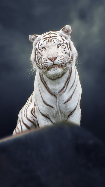 White Tiger, Tiger White Snow, Jungle King HD phone wallpaper