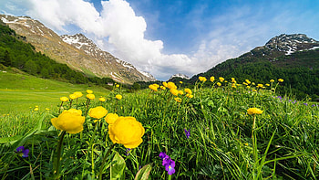 Yellow Buttercups, Maloja Pass, Switzerland, blossoms, valley, wildflowers, clouds, landscape, sky, mountains HD wallpaper