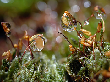 Grass, Web, Drops, Macro, Dew HD wallpaper