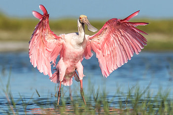 Roseata Spoonbill, pink, nature, water, bird HD wallpaper