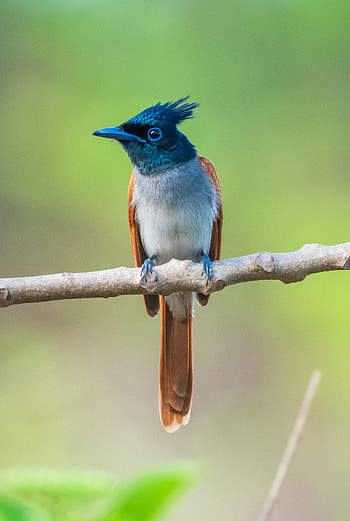 Paradise Flycatcher, Birdsofindia, Birds HD phone wallpaper