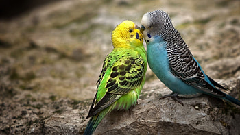 Birds lovebirds , and mobile backgrounds, , Colorful HD wallpaper