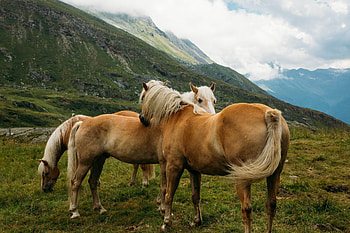 Horse, run, wild, animla HD wallpaper
