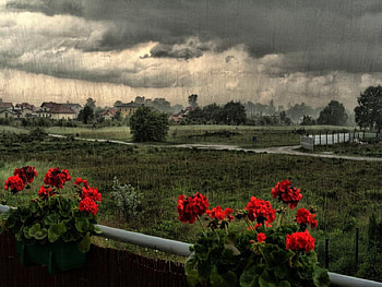 Still raining still dreaming, raining, dreaming, flowers HD wallpaper