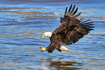Eagle Getting some Take Out food, nature, water, bird, eagle, flying HD wallpaper