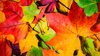 Cool leaves, Nature's beauty, Backgrounds HD wallpaper