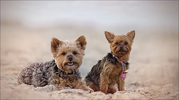 Yorkshire-Terrier, Yorkshire, animal, Dog, Terrier HD wallpaper