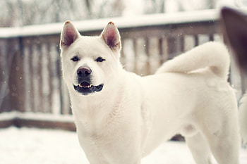 Animals, Winter, Dog, Kid, Laika HD wallpaper