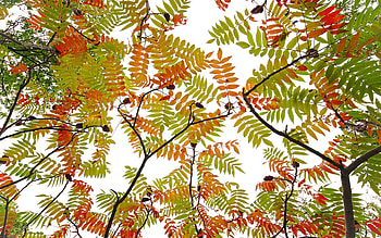 Nature's , trees, nature, leaves, Canada, autumn HD wallpaper