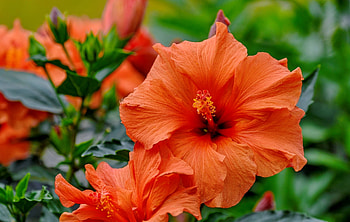 Hibiscus flower, hibiscus, orange, flower, summer, garden, beautiful HD wallpaper
