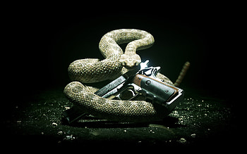 Hitman Absolution, snake, hitman, adventure, action, absolution, video game, hitman- absolution, game, , gun, reptile HD wallpaper