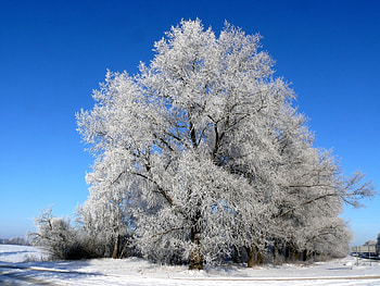 Plants, Winter, Trees, Snow HD wallpaper