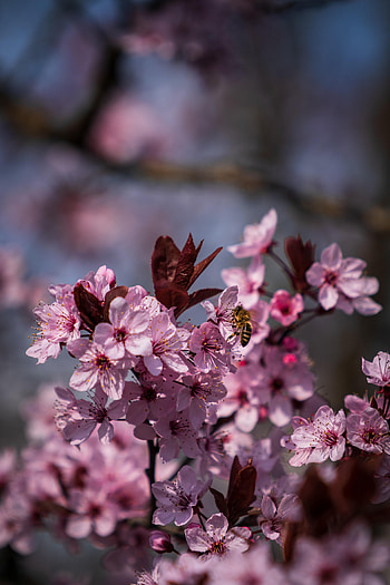 Flowers, Petals, Bee, Spring HD phone wallpaper