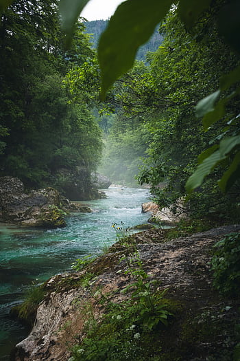 A serene river flows through a lush green forest, surrounded by misty foliage and rocky banks. HD phone wallpaper