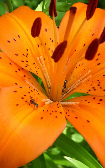Tiger lily , High resolution, , Mobile HD phone wallpaper