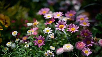 Marguerite, nature, flowers, tree HD wallpaper