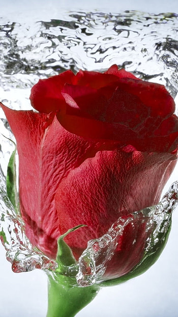 Rose Flower, Rose, Red Flower HD phone wallpaper