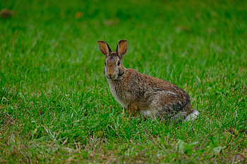 Animals, Grass, Animal, Rabbit, Hare HD wallpaper