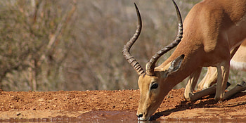 Impala drinks water, , Nature's marvel, Kde store HD wallpaper