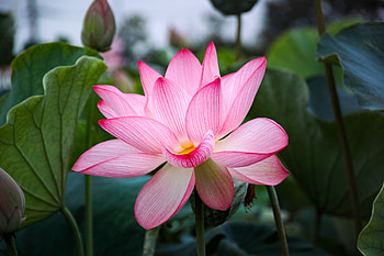 Pink flower , Lotus nature, Pink color, Exquisite beauty HD wallpaper