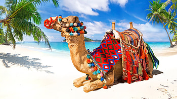 Camel, Vacation, Sand, Sea, Water, Colors, Funny, Palm Trees, Ocean, Sunny, Holiday, Beach, Animal, Clouds HD wallpaper
