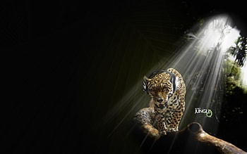 Funny, Music, Animals, Leopards HD wallpaper