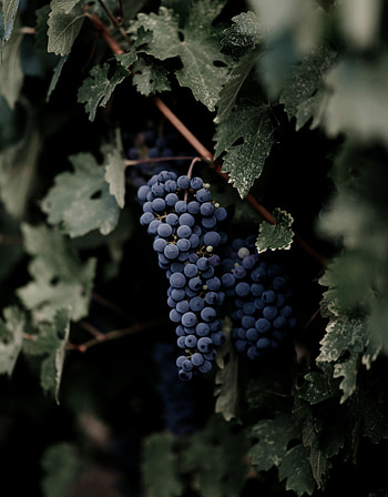 Leaves, Grapes, Macro, Branches, Bunch HD phone wallpaper