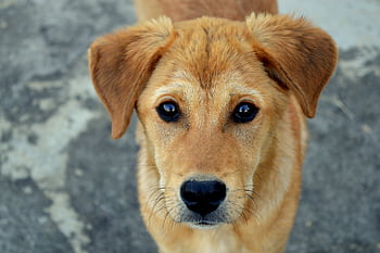 Close-up portrait of a cute puppy with an endearing expression and soft fur. HD wallpaper