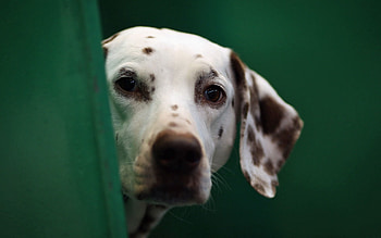 Animals, Dog, Muzzle, Blur, Smooth, Dalmatian, Dalmatians HD wallpaper