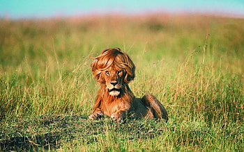 Lion with Wig HD wallpaper