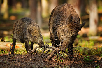 Animals, Forest, Roots, Wild, Two, Boars, Wild Boars HD wallpaper