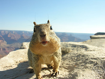 You're Here!, arizona, canyon, rock, squirrel HD wallpaper