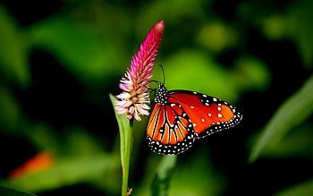 Orange butterfly , Stunning macro graphy, Vibrant colors and patterns, Delicate and beautiful creatures HD wallpaper