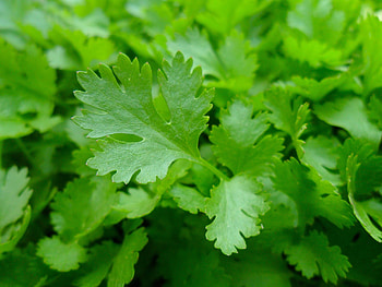 Parsley herb, Essential kitchen staple, Flavor enhancer, Healthy addition HD wallpaper