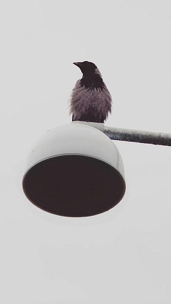 bird, Animal, raven HD phone wallpaper