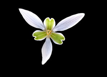 A striking close-up of a white flower with green center on a black background, highlighting its delicate petals. HD wallpaper
