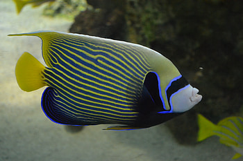 fish, sea, sydney, nsw HD wallpaper