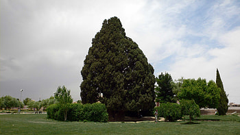 Abarkuh, Cypress Tree HD wallpaper
