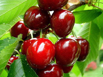 Fruits, Sweet Cherry, Food, Berries HD wallpaper