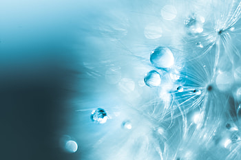 Water, Drops, Macro, Fluff, Fuzz HD wallpaper