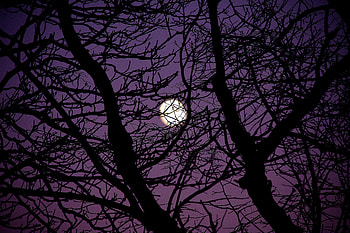 Night, Moon, Dark, Silhouette, Wood, Tree, Branches HD wallpaper