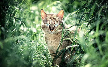 Animals, Cats HD wallpaper