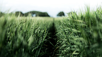 Agriculture , Rural landscapes HD wallpaper