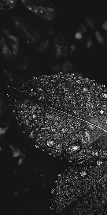 Black And White HD phone wallpaper